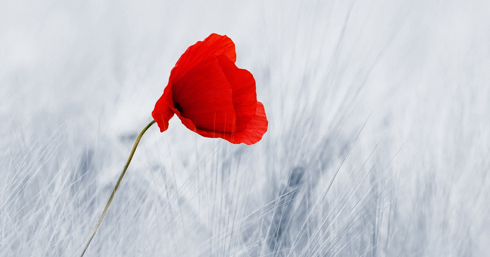 flower-100263_1920_sw